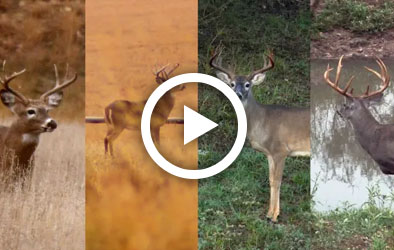 Click to play Wade's Favorite Whitetail Encounters
