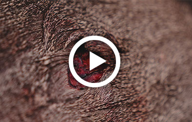 Click to play What happens AFTER the shot on a Whitetail Deer
